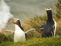 Conservation reserve for the endangered Yellow Eyed Penguins. 