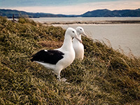 Tairoa Head is the World’s only mainland breeding colony of Royal Northern Albatross colony.